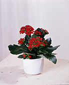 Kalanchoe blossfeldiana hybrid