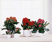 Kalanchoe blossfeldiana