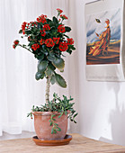 Kalanchoe blossfeldiana grown as a stems