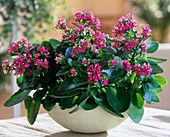 Kalanchoe blossfeldiana