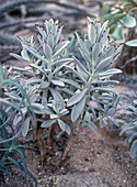 Kalanchoe tomentosa