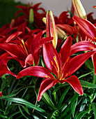 Lilium hybrid