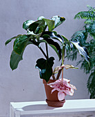 Medinilla magnifica