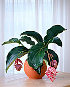 Medinilla magnifica