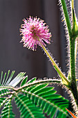 Mimosa pudica