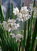 Narcissus 'Paperwhite'