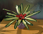 Neoregelia-Hybr. 'Devroe'