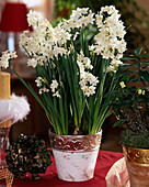 Narcissus tazetta (Tazett daffodils)