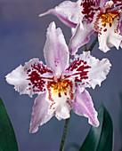 Odontoglossum