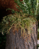 Drosera binata (sundew) on tree trunk