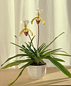 Paphiopedilum-Hybride