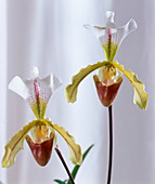 Paphiopedilum-Hybride