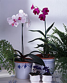 Phalaenopsis hybrid