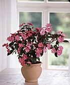 Impatiens New Guinea (Sweet Lily)