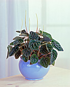 Peperomia