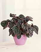 Peperomia