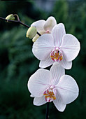 Phalaenopsis hybrids