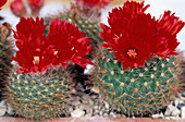 Parodia sanguiniflora