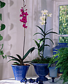 Doritanopsis, Dendrobium (Orchideen)