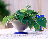 Philodendron scandens (tree friend)