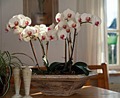 Phalaenopsis hybrid