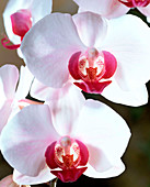 Phalaenopsis hybrids