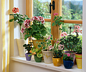 Indoor geraniums
