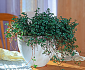 Peperomia rubella