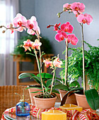 Phalaenopsis hybrid