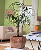 Ravenea glauca (Sahara palm)
