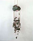Saxifraga stolonifera (Hanging saxifrage, Jew's beard)