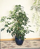 Schefflera