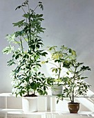 Schefflera hybrids