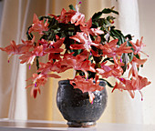 Schlumbergera gaertneri