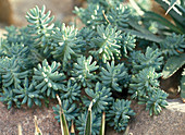 Sedum pachyphyllum