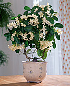 Stephanotis floribunda