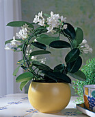 Stephanotis floribunda