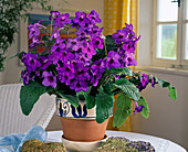 Streptocarpus hybrids 'Dorado'