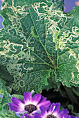 Senecio (Cineraria