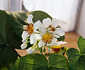 Sparmannia africana