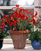 Sprekelia formosissima