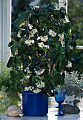 Stephanotis floribunda