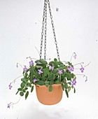 Streptocarpus-Hybride