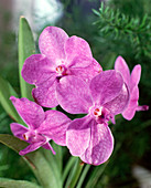 Vanda coeruela