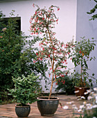 Fuchsia magellanica 'Riccartonii' (Scarlet Fuchsia)