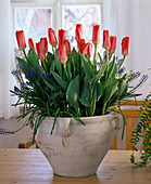 Tulip 'Rose Emperor'