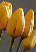 Tulpe (französische)
