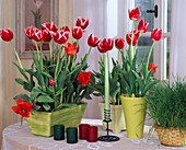 Tulipa 'lustige Witwe'