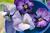 Viola wittrockiana (Stiefmütterchen) in einer Tasse mit Wasser