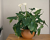 Zantedeschia aethiopica